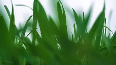 绿草地生机勃勃的小草视频的预览图